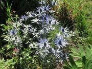 Eryngium giganteum (Mikołajek olbrzymi )20 szt. nasion 