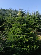 Jodła kaukaska choinki