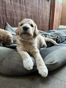 Amorek Szczeniak Aussie-Doodle Rasa Rodzinna i Energiczna