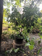 Sprzedam kalamondynę