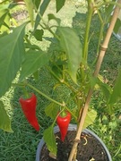 Papryka chili pepper czerwona/red nasiona kolekcjonerskie