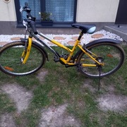 Rower leader fox 24"