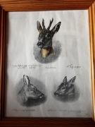 Akwarela motyw myśliwski Fritz „Jelonek „