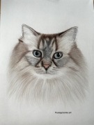 Rysunek pupila kredkami