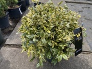 Kiścień Firestar olbrzymi zimozielony