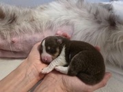 Border Collie ZKwP FCI pies brązowy tricolor