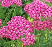 Krwawnik różowy bylina wieloletnia sadzonka 