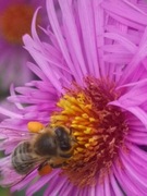 Pyłek pszczeli,nerwica,lęk,prostata ,Candida-200g-świeży 2025 