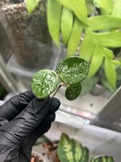 Hoya mathilde splash