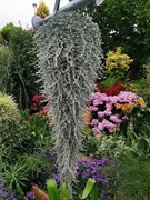 Dichondra srebrzysta - 0,60 gram = 100-120 nasion,