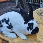 Sprzedam samca królika czystej rasy(srokacz niemiecki) 