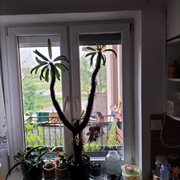 Sprzedam dużego kaptusa 