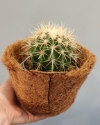 Kaktus Echinocactus grusonii