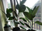 Sansevieria, fikus, kwiatki