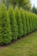 Thuja tuja Brabant  gotowy żywopłot 160-190 cm 