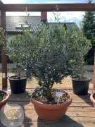 Oliwka Europejska / Olea Europea / Wys. 120-140 