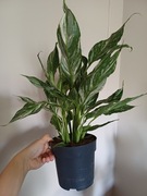 Skrzydłokwiat diamond variegata Spathiphyllum