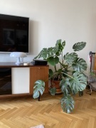 Monstera z doniczką ponad 110cm wysokości