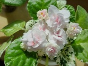 Fiołek afrykański Watermelon Snow sadzonka