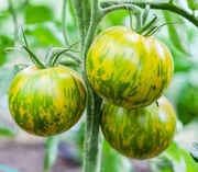 Pomidor Green Zebra nasiona kolekcjonerskie