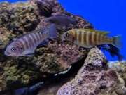 Pyszczaki Zebra Gold Kawanga, młode 3-5cm WYSYŁKA