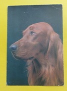 Stara pocztówka Vintage PIES PSY SETER IRLANDZKI 