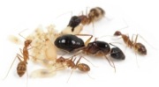 Camponotus pseudoirritans mała kolonia 