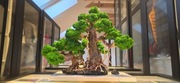 Drzewko BONSAI z chrobotka 