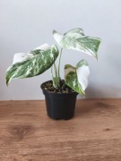 Piękna Monstera Variegata Deliciosa 3 liście -  ukorzeniona 