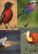 Ptaki, Kraska, Długoszpon, Dzierzyk, Pelikan - Pocztówki 4 szt.- UNIGRAF