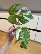 Monstera Variegata (szczyt)
