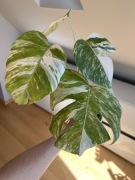 Monstera Variegata