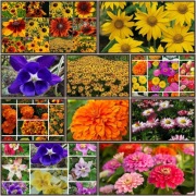 Kolorowy zestaw nasion 6 opakowań 