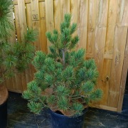 zestaw   sosna wejmutka o wysokości 130-160 w donicy  