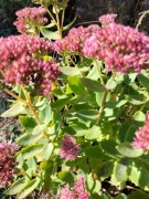 Rozchodnik okazały roślina miododajna - (3szt)