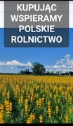 Ostatnie kilogramy Łubin żółty szerokolistny mister na poplon 10kg
