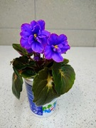 Fiołek afrykański NN półminiaturowy