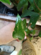 epipremnum pinnatum blue form- cięty szczyt