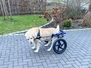 Wózek inwalidzki dla dużego psa WALKIN'PETS