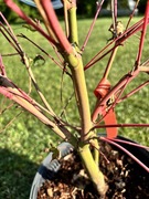 Klon palmowy „Honoo”