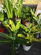 Kroton (Codiaeum variegatum) - roślina doniczkowa ozdobna z liści 