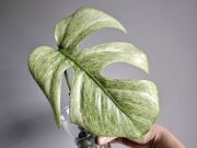 Monstera Full Mint Jungle naturalny mint ukorzenionia pędówka hydroponika