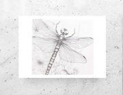 czarno biały plakat A4, owady plakat, szary plakat, ważka plakat 21x30