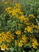 Wrotycz pospolity sadzonka