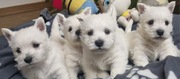 West Highland White Terrier- Szczeniaki 
