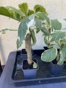 Sadzonki datura łososiowa pachnącą wybarwione liście