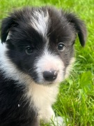Szczenięta Border Collie