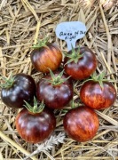 Pomidor Queen Of The Night kolekcjonerskie nasiona