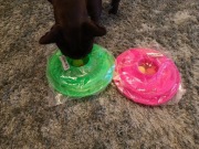 Super zabawka dla kota lub małego psa . 