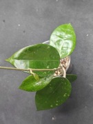 Hoya MA07 Anjuk Ladang - sadzonka ukorzeniona